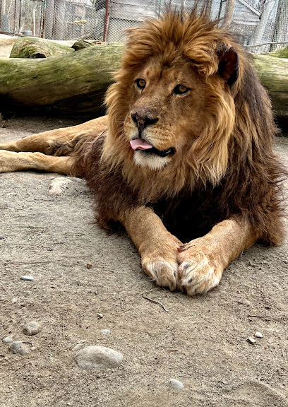 DEW Haven | Maine Zoo and Rescue image